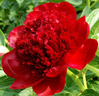 Red Charm